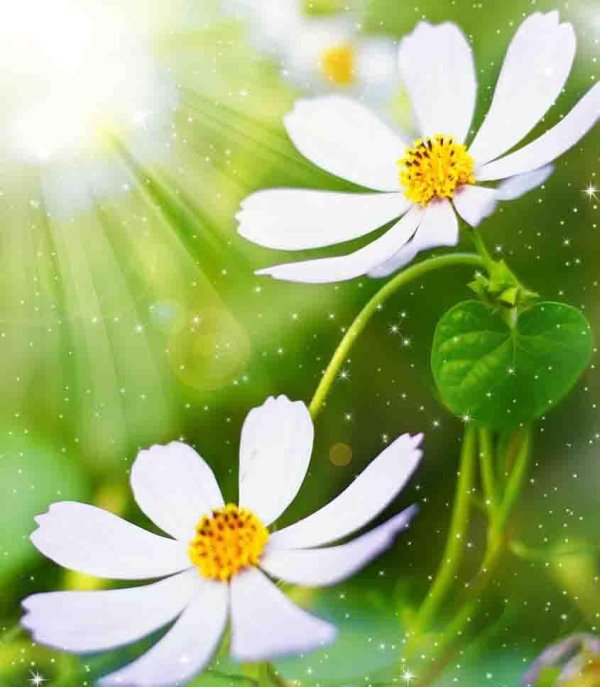 цветок космеи