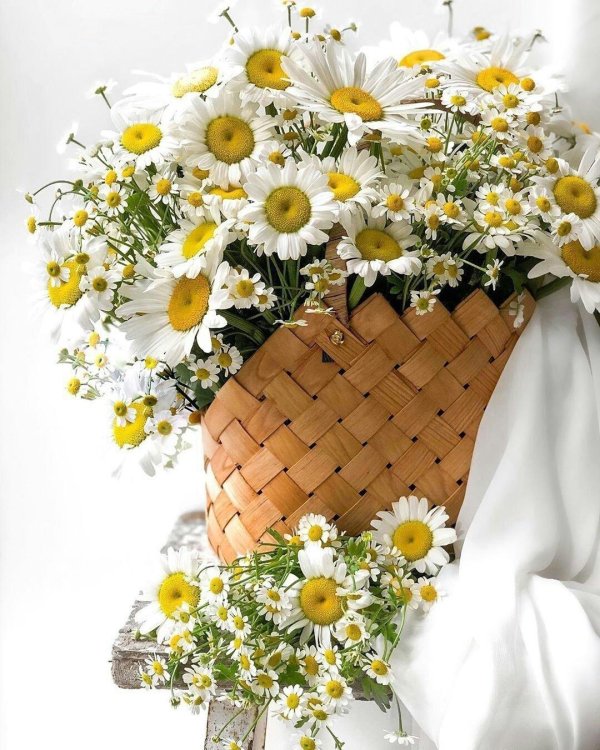 ромашковое счастье