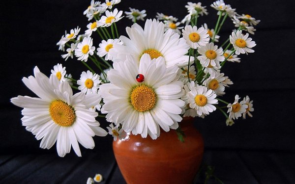 ромашка цветки