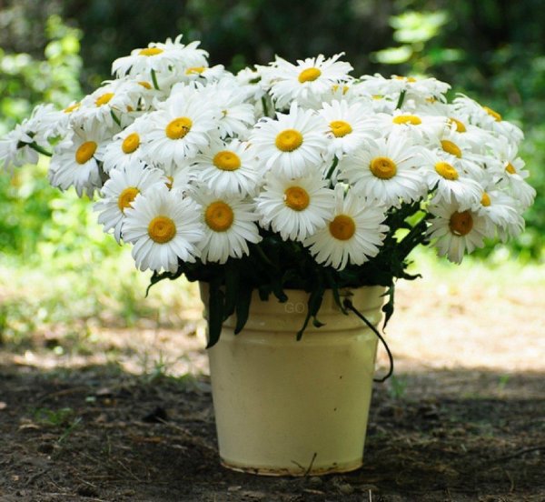 садовая ромашка