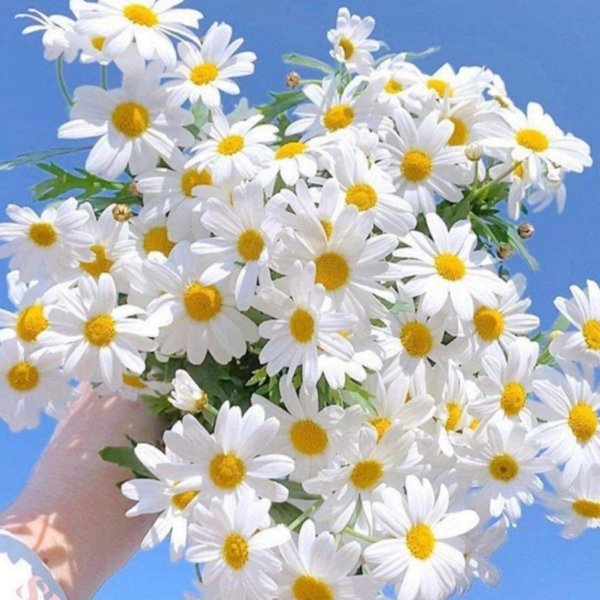 букет ромашек