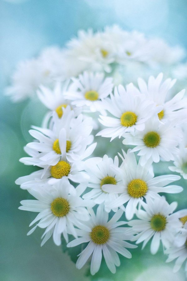 ромашка красивая