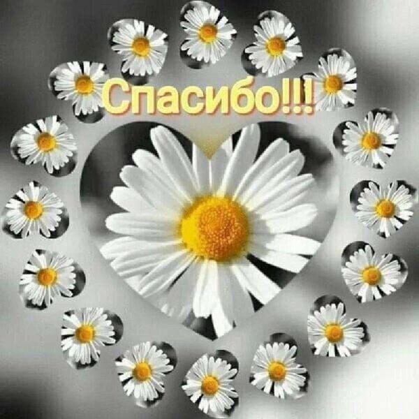 сердечко из ромашек