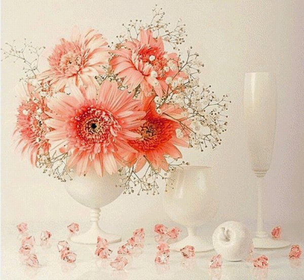 розовая гербера