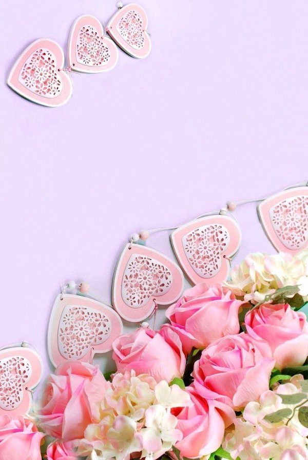 розовая роза