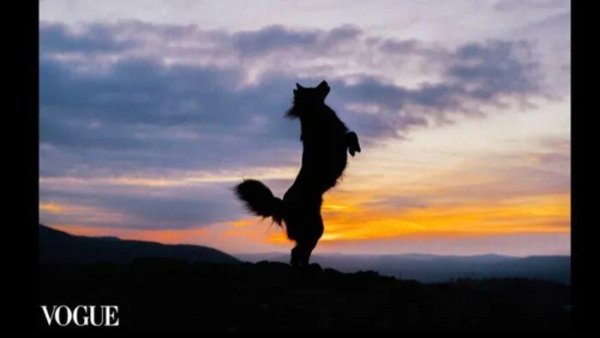 силуэт собака