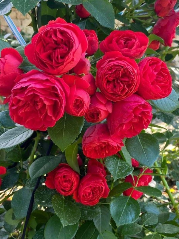 С днем рождения олеся поздравления