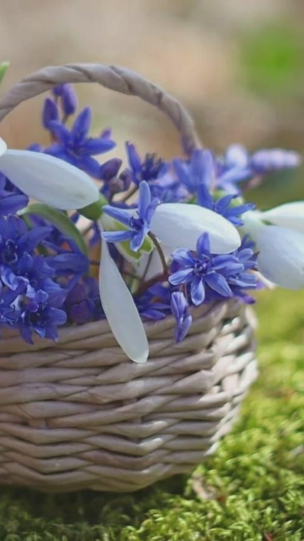 первоцветы пролеска