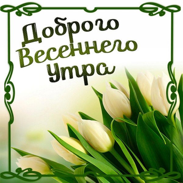 белые тюльпаны