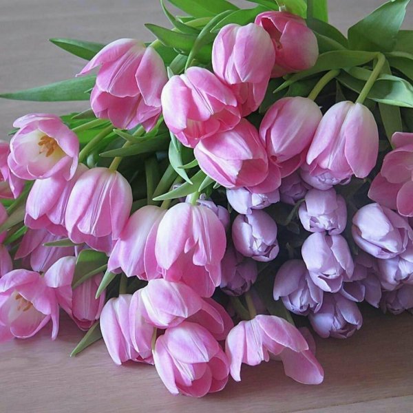 розовые тюльпаны