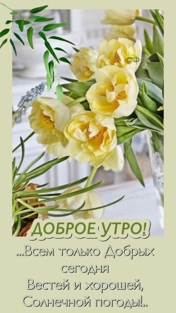 доброго утра цветы