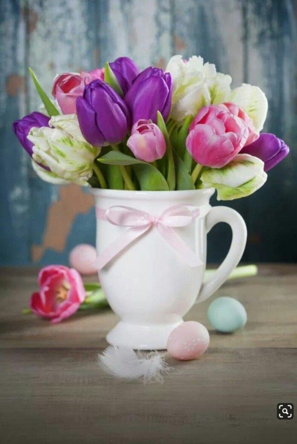 тюльпан красивый