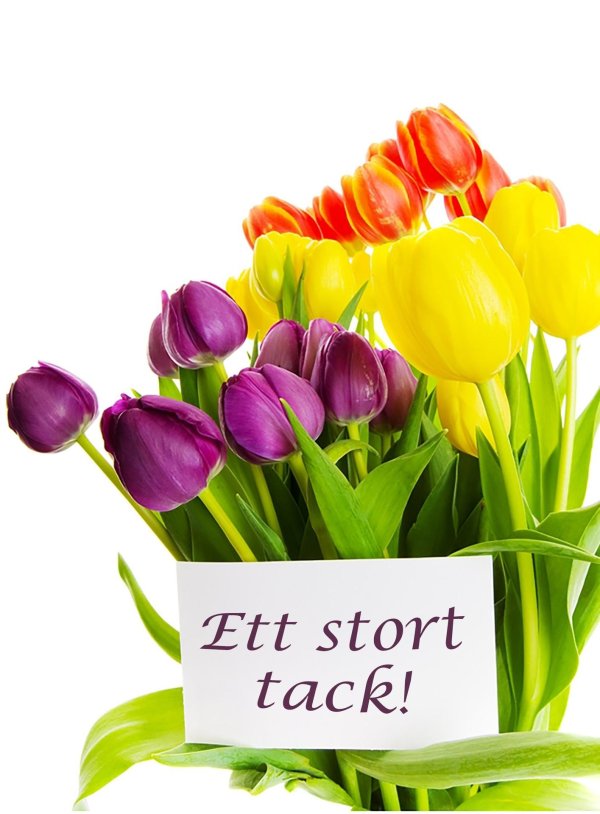 тюльпан цветок