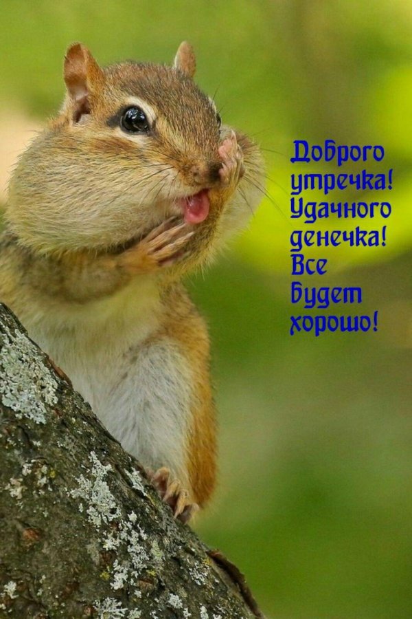 бурундук смешной