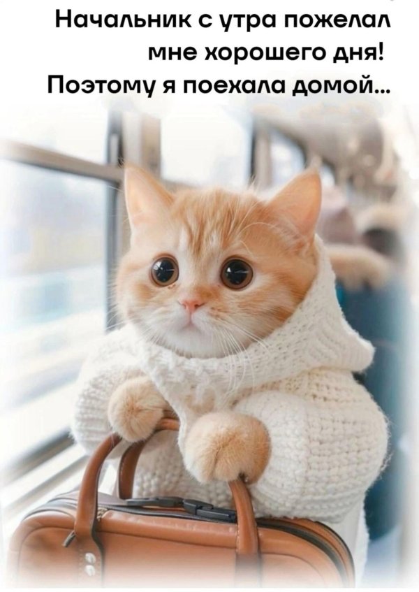 котики милые