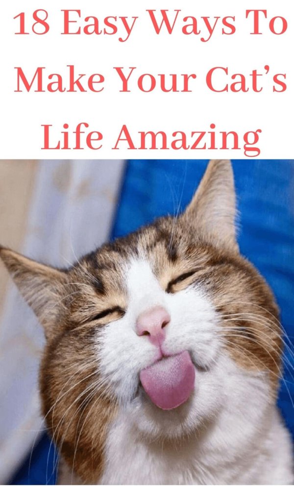 смешной кот