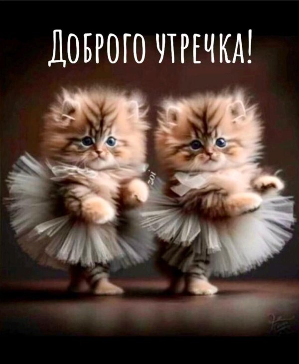 доброго утра с котиками