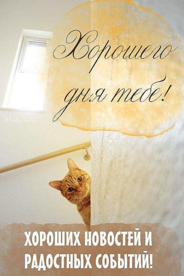 рыжего кота