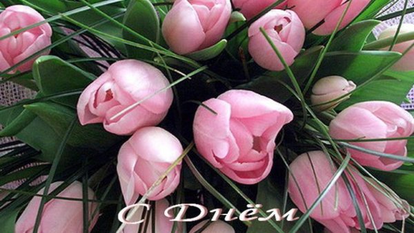 нежные тюльпаны