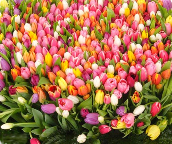 разноцветные тюльпаны