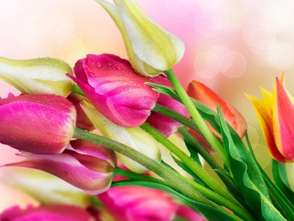 тюльпан цветок