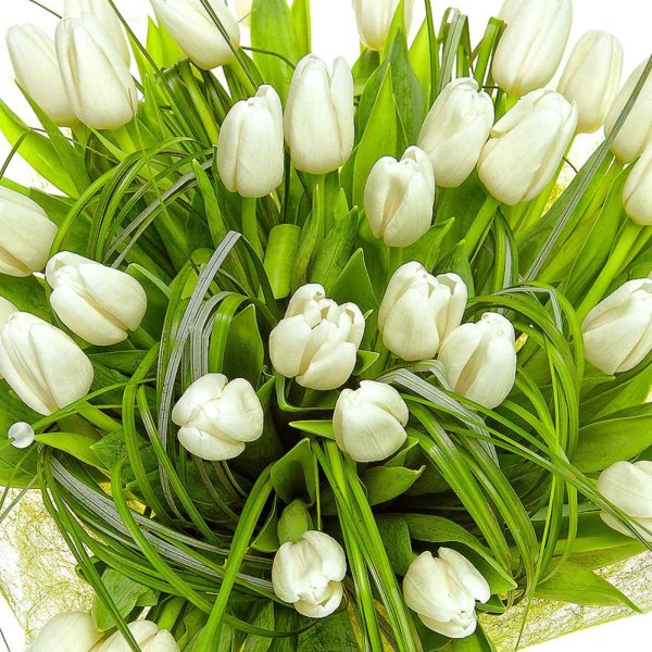 белые тюльпаны