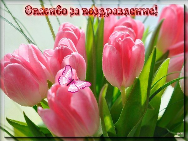 спасибо за поздравления