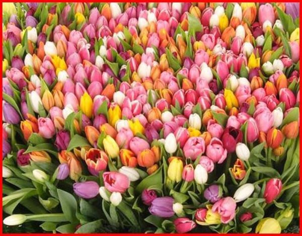 много тюльпанов