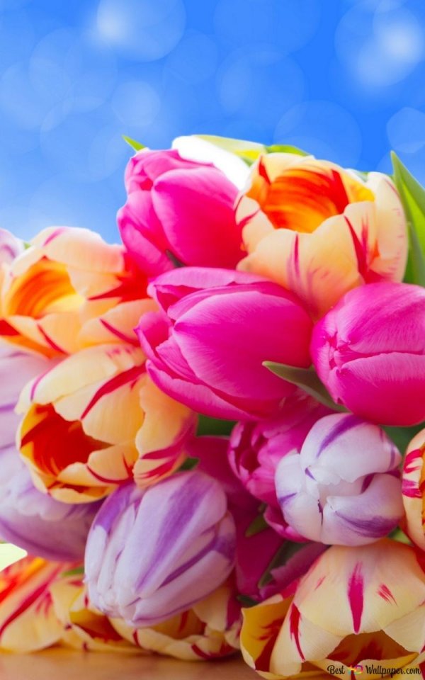 букет тюльпан