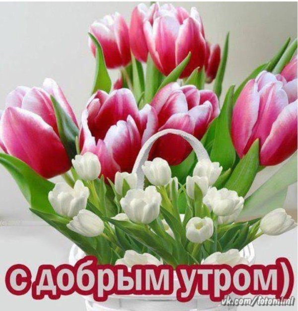 доброе утро тюльпаны