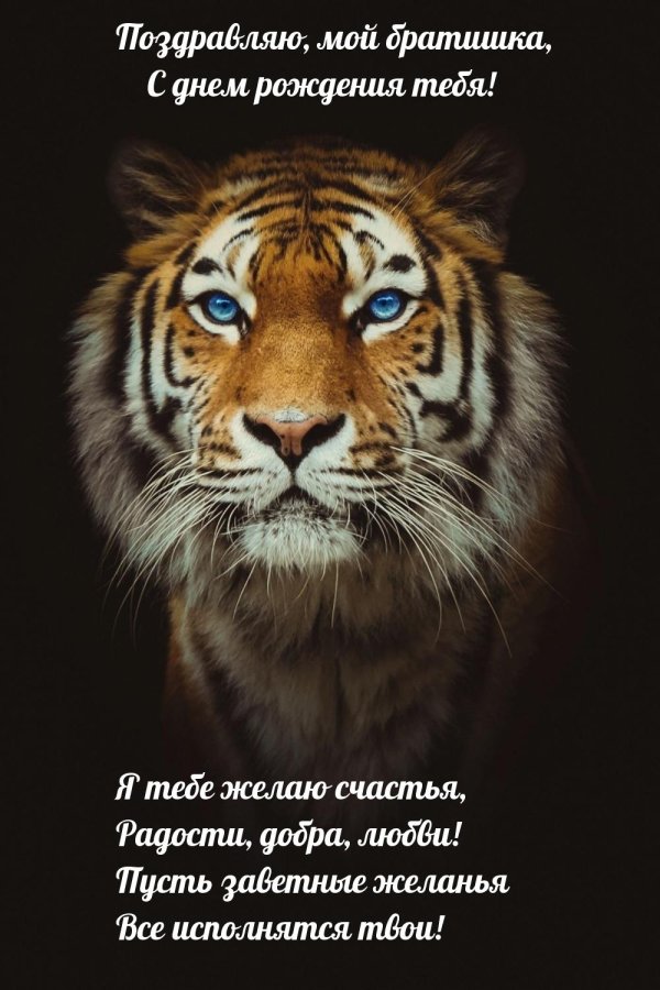 тигр красивый