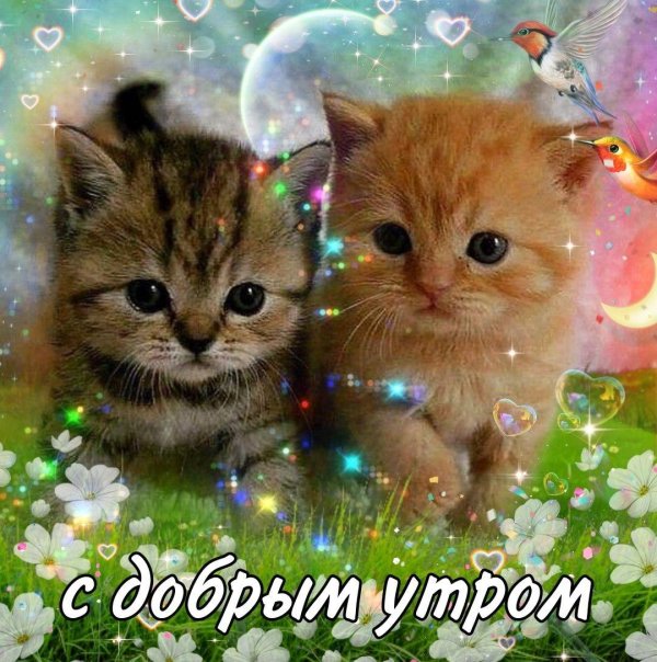 доброго утра котенок