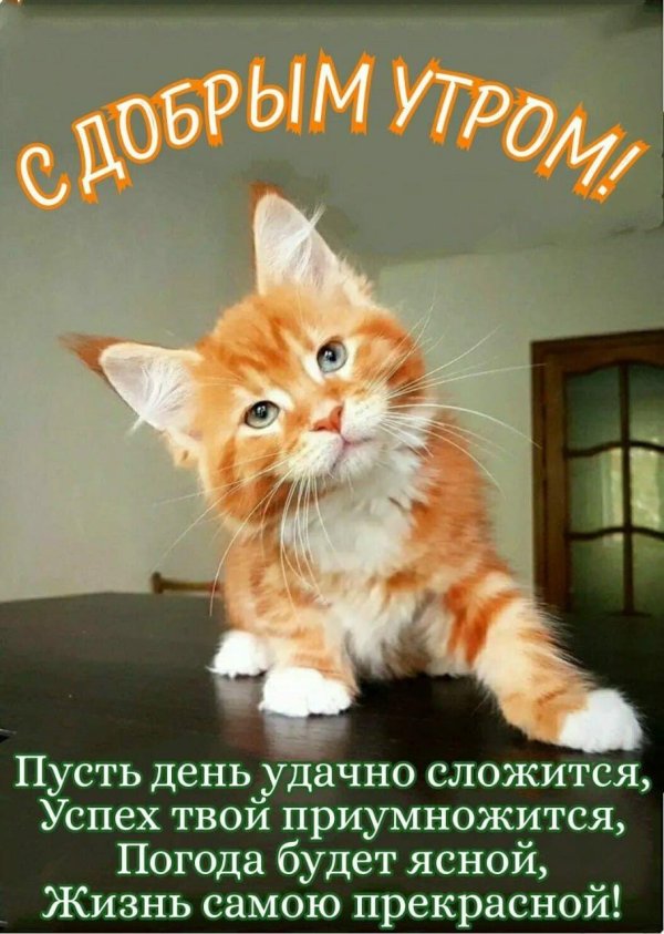 мейн кун рыжие