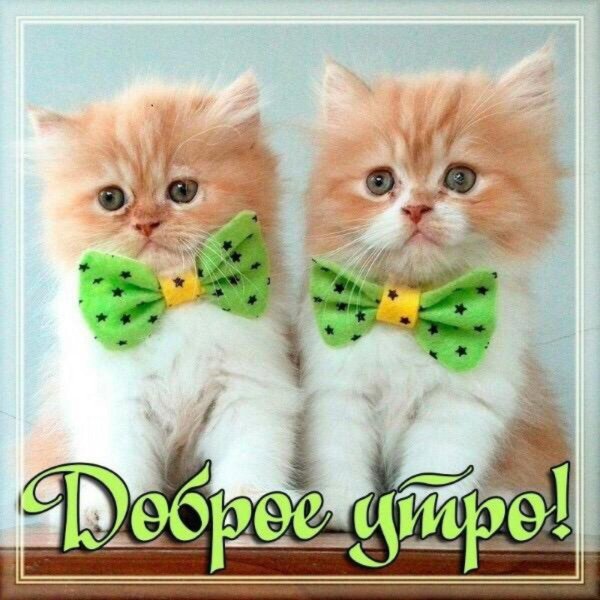 котенок доброе утро