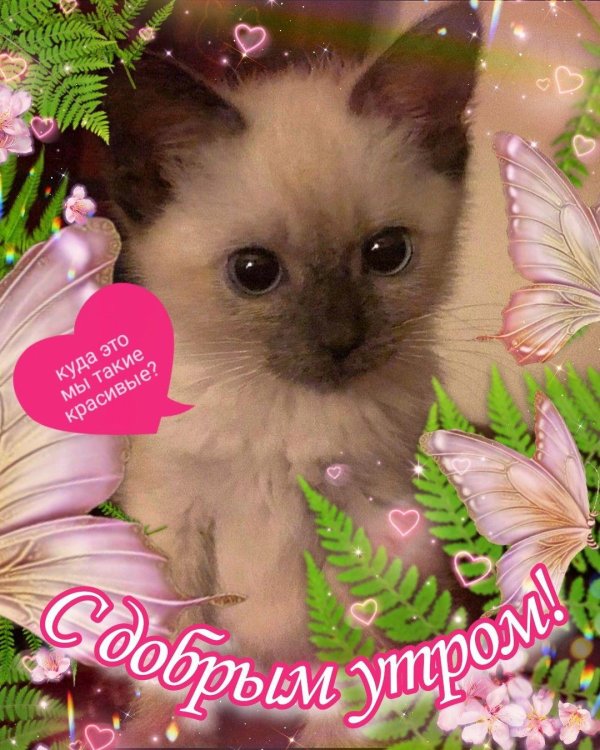 доброе утро милые котики