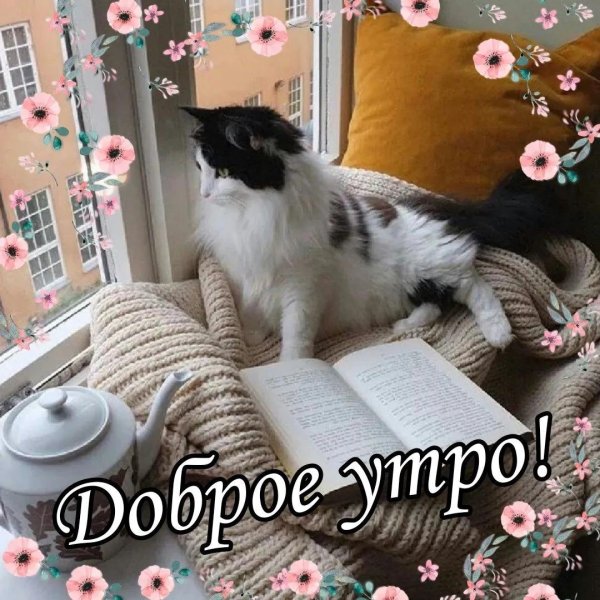 котик уютный