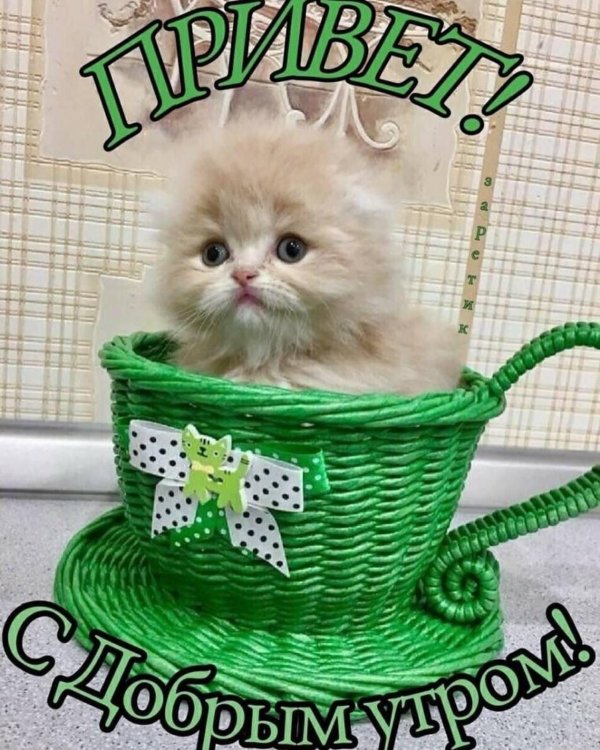 доброго утра котенок
