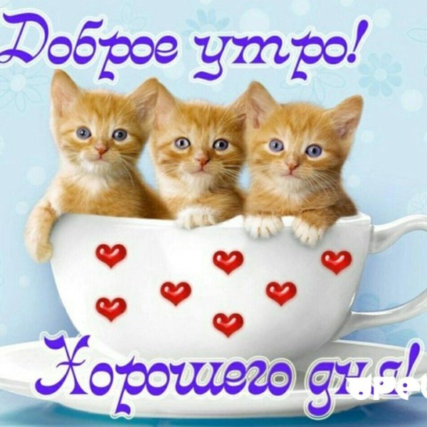 доброе утро котаны