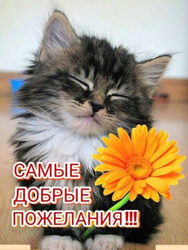 пушистый кот