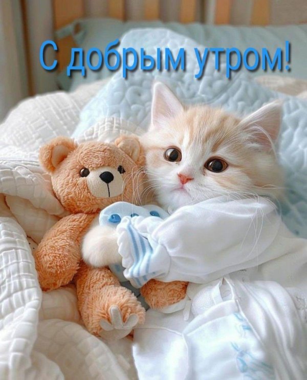 очаровательные котята