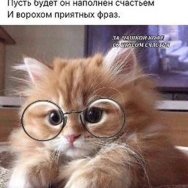 рыжие котята