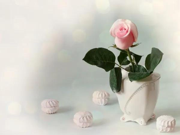 натюрморт свидание