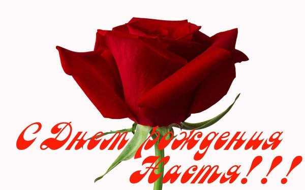 роза красная