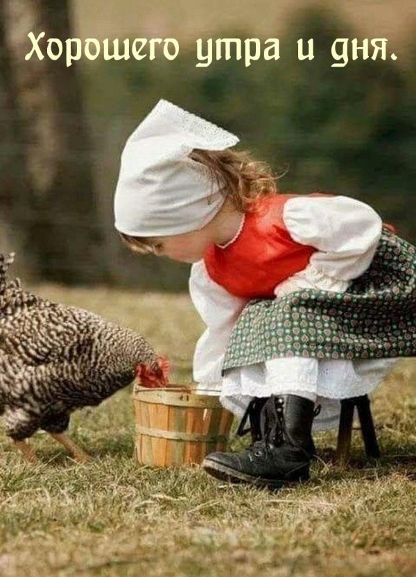 курочки в деревне