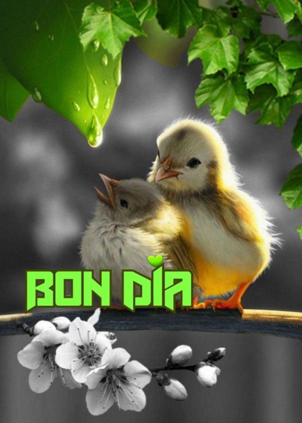 милые птенчики