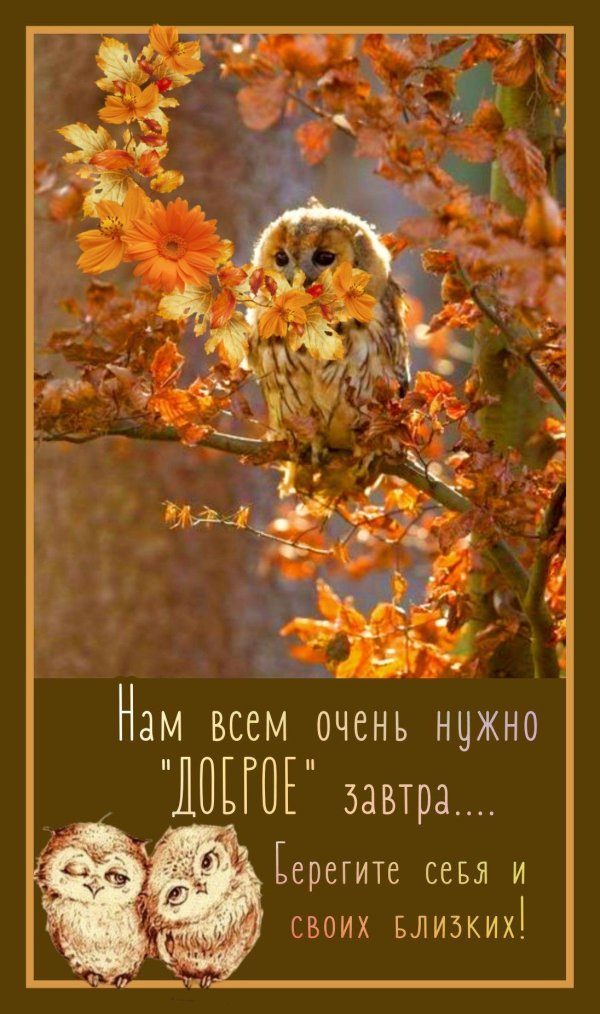 осенняя сова