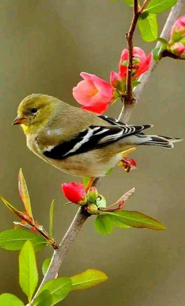 американский чиж