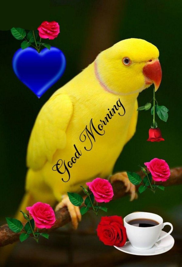 ожереловый желтый