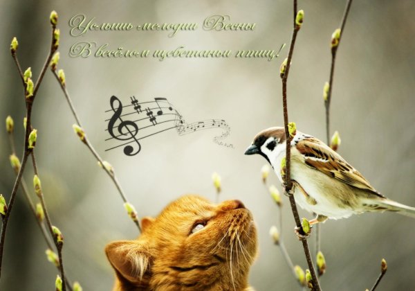 воробей на ветке