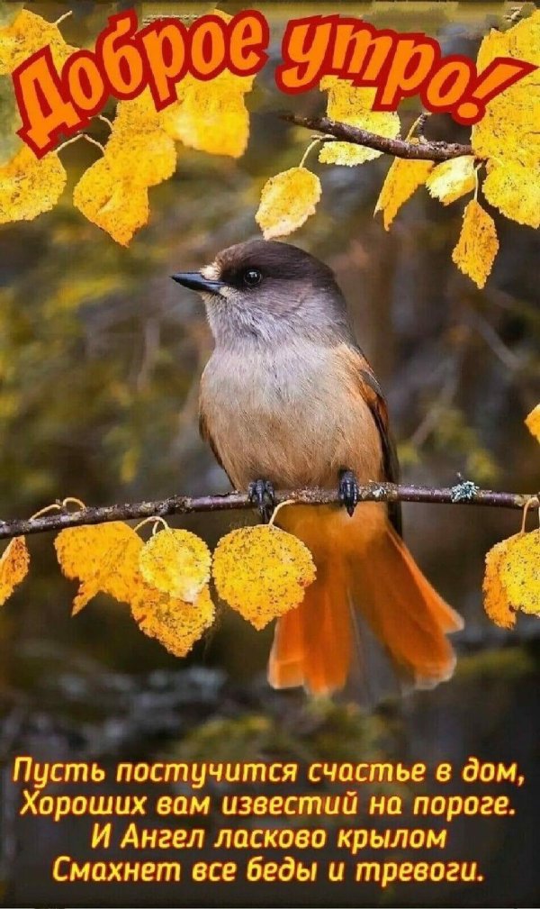 птица осень